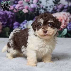Titus, Havapoo Puppy
